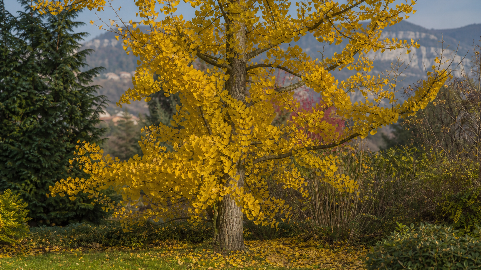 Ginkgo biloba — rostlina v přírodě
