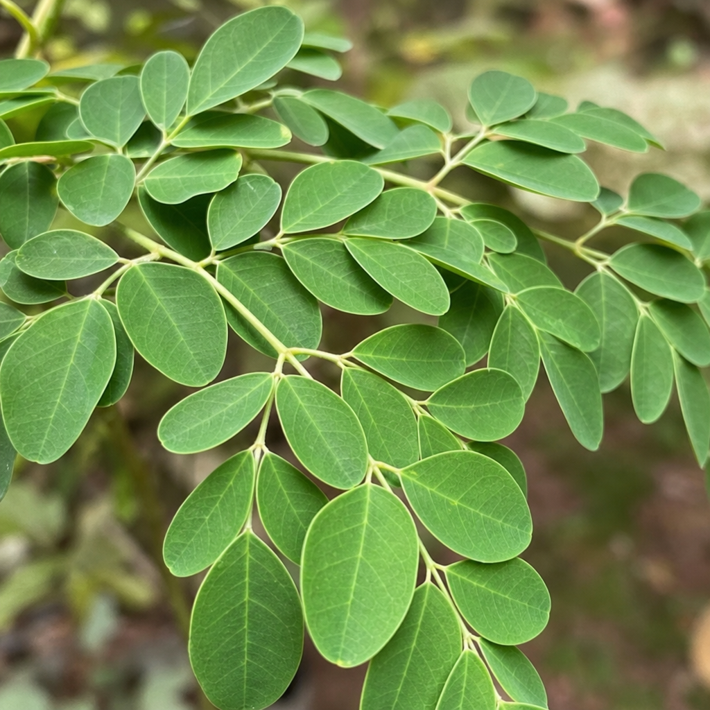 Moringa — poznávací znaky