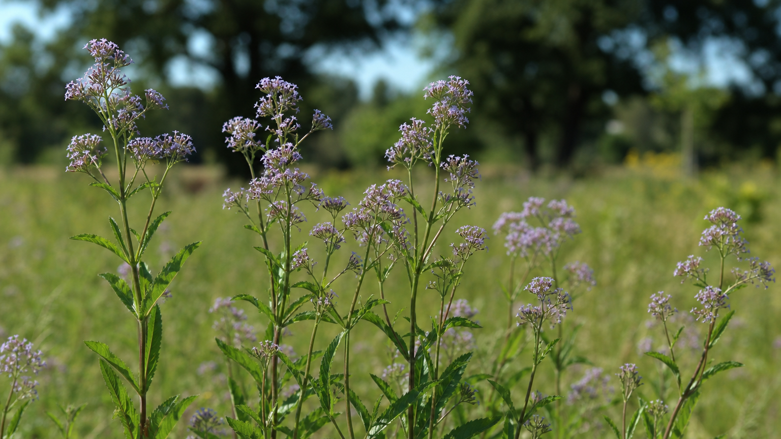 Verbena — rostlina v přírodě