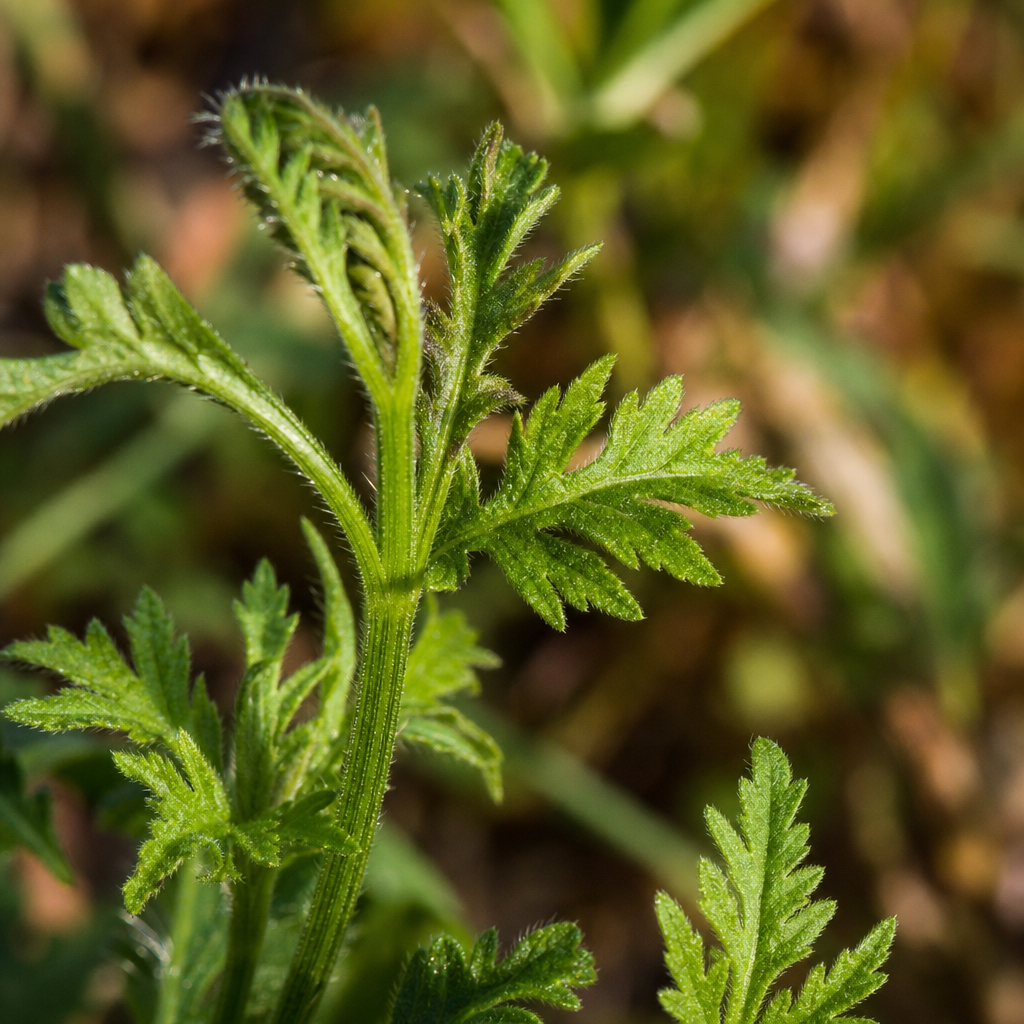Verbena — poznávací znaky