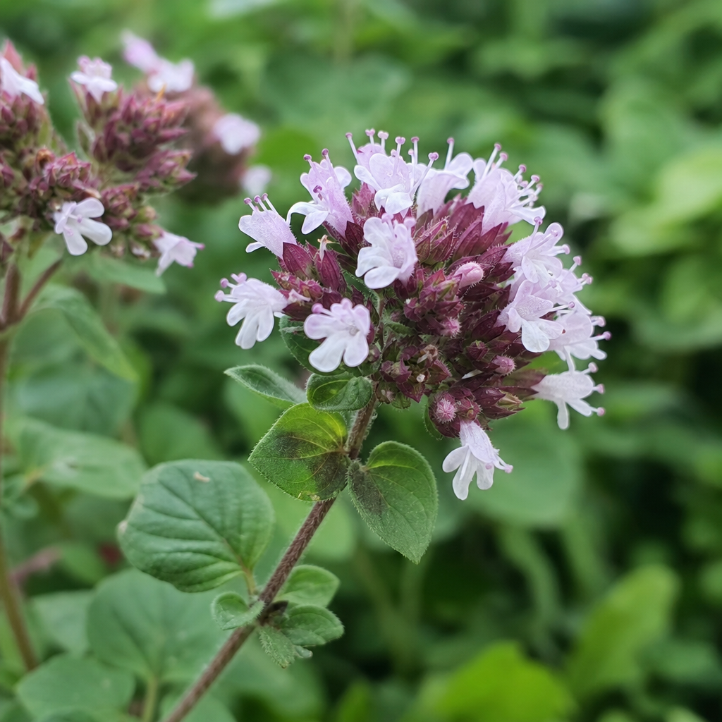 Oregano — poznávací znaky