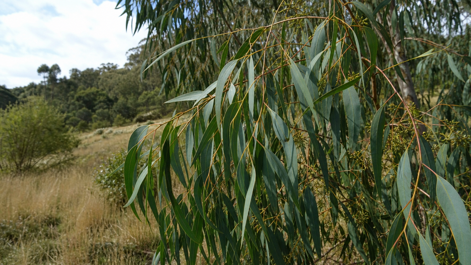 Eukalyptus — rostlina v přírodě