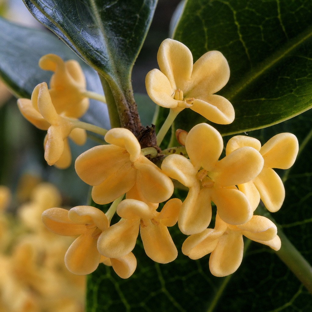 Osmanthus — poznávací znaky