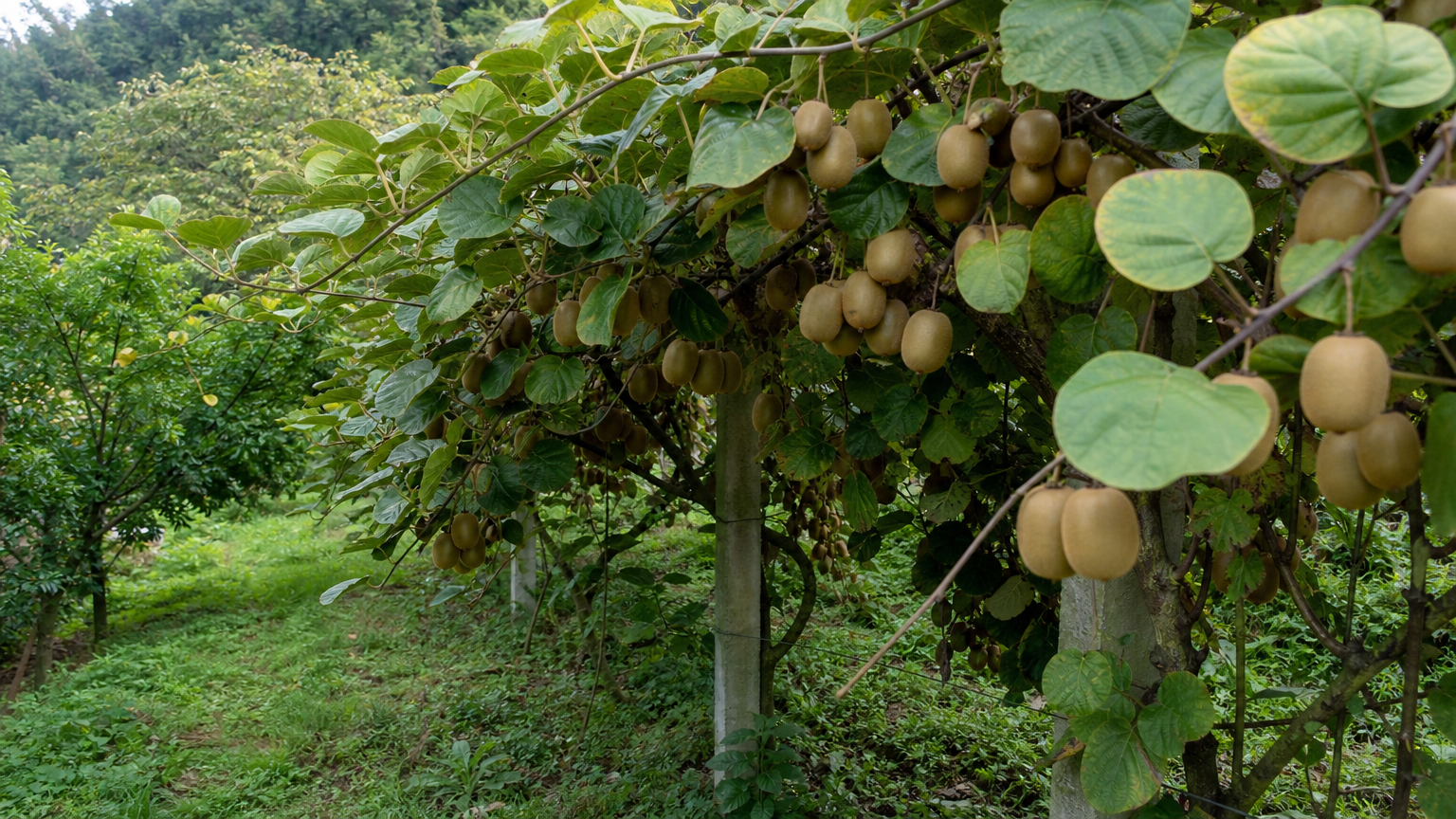 Kiwi — rostlina v přírodě