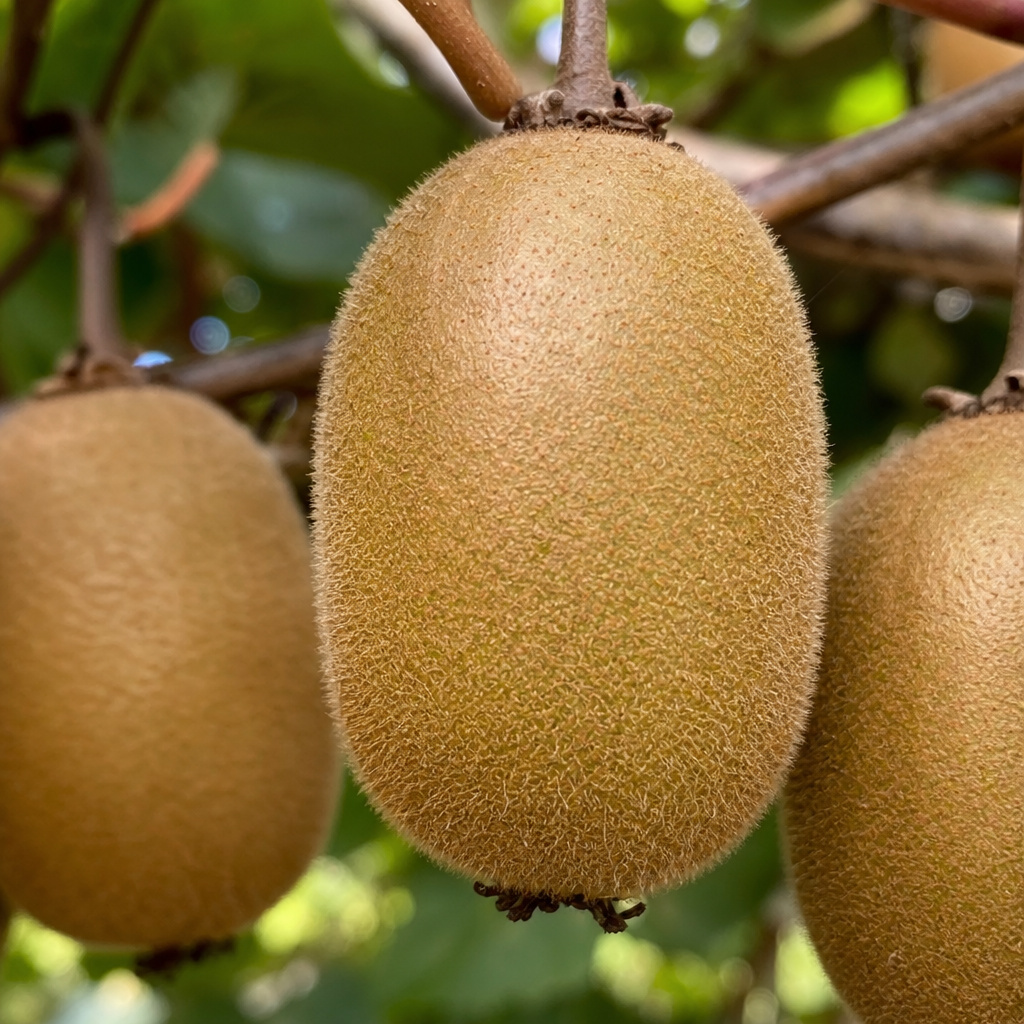 Kiwi — poznávací znaky